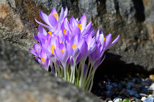 	
Krokusse in der Morgensonne	

