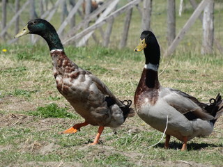 duck in the park