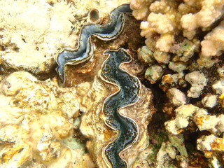 Geöffnete Muschel / Venusmuschel im weißen Korallenriff vor der Küste Ägyptens