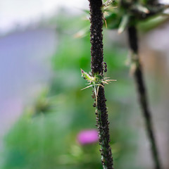 Black bean aphids aphis fabae colony on heavyly infested plant stem and one ant on them. Selectuve focus, Square with copy space. Plant perts and insect diseases, farming and gardening