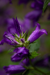 Bright blue bell flower on dark green background