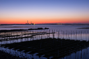 海苔　海苔ソダ