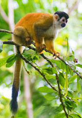 Squirrel monkey resting in a tree in Chiriqui Panama