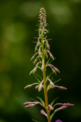 Fireweed buds on a green background