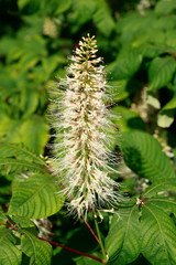 Blühende Strauch-Rosskastanie (Aesculus parviflora)