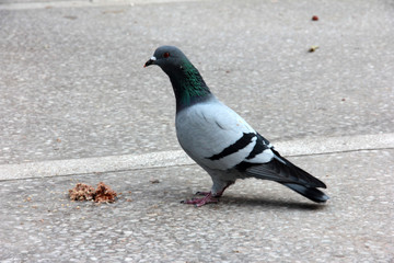 cute birds and pigeons that eat food