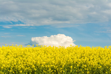 Obraz premium Blooming canola field. Bright Yellow rapeseed oil. Flowering rapeseed with blue sky white clouds