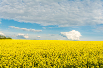 Obraz premium Blooming canola field. Bright Yellow rapeseed oil. Flowering rapeseed with blue sky white clouds
