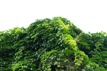 A wall full of creepers