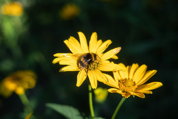 The bee is sitting on yellow flowers. Summer concept. The bee sits on yellow flowers illuminated by the rays of the sun. Summer concept. Selective focus and blurred background.