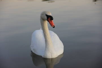 white swan swimming in the lake