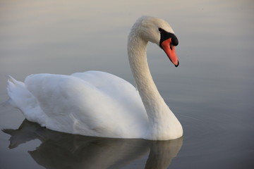 white swan swimming in the lake