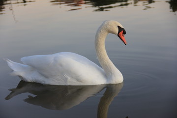 Fototapeta na wymiar white swan swimming in the lake
