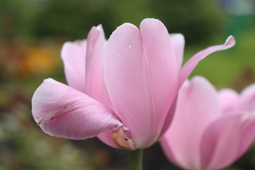 Abstract lilac tulips in spring and summer for background. Flowers macro photography
