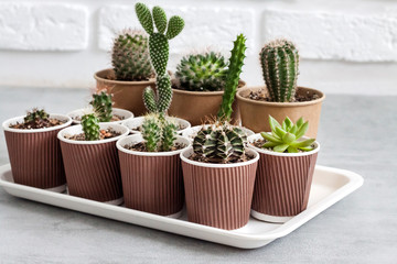 Cactus and succulent plants collection in paper cups on a tray. Home garden