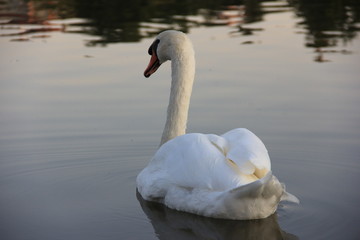 Obraz premium white swan swimming in the lake