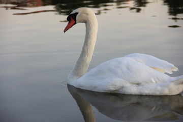 Obraz premium white swan swimming in the lake