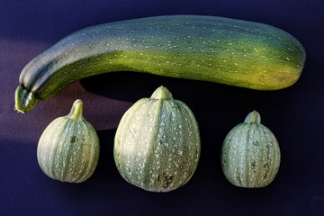 Flat lay of different shape and size zucchini vegetable. One long zucchini and three round below.  Black background with sunlight.