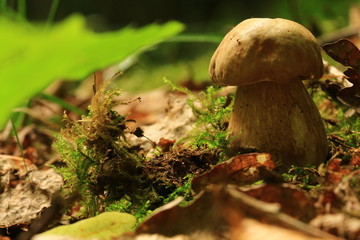 Pilz im Wald