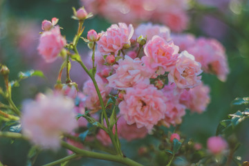 pink flowers in the garden. Tea rose.  rose bushes in the summer garden