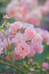 pink flowers in the garden. Tea rose.  rose bushes in the summer garden
