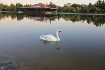 white swan swimming in the lake