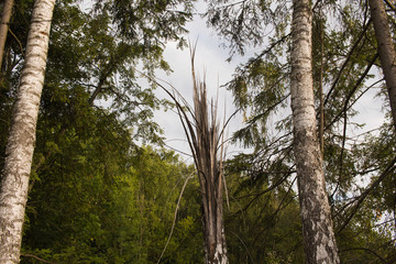 Fototapeta premium The broken tree is split into long thin fibers