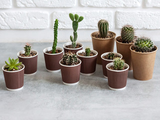 Cactus and succulent plants collection in paper cups. Home garden