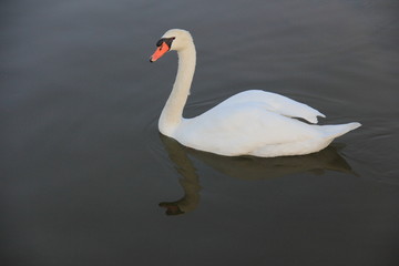 Obraz na płótnie Canvas white swan swimming in the lake