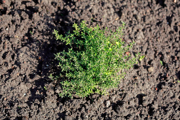 Echter Thymian (Thymus vulgaris), Gewürzpflanze, Deutschland, Europa