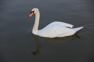 Naklejka na ściany i meble white swan swimming in the lake