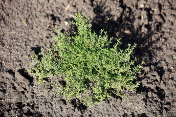 Echter Thymian (Thymus vulgaris), Gewürzpflanze, Deutschland, Europa