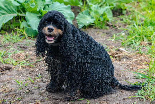 Very wet and sandy black spaniel dog sitting in the grass