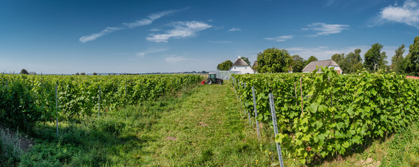 Fototapeta na wymiar Small vinyard on the Dansih island Aaroe