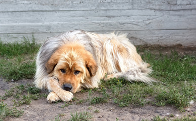 A sad, lonely dog with Brown and white fur color. Homeless dog. Need of love, no home, unhappy.