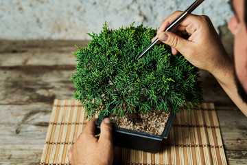 Hands pruning a bonsai tree on a work table. Gardening concept. - 372682795