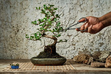 Hands pruning a bonsai tree on a work table. Gardening concept. - 372682798