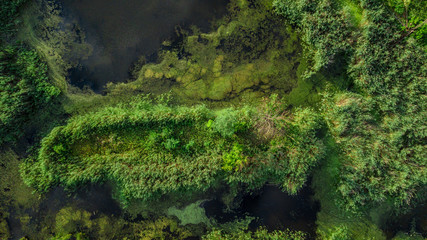 Drone photo over swamp with green trees