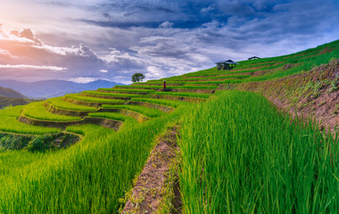 Asian woman wearing Vietnam culture traditional(ao dai) at rice terrace of Ban pa bong piang in Chiangmai province, Thailand.