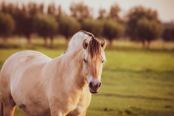 portrait of a horse in ranch during summer season male horse beautiful