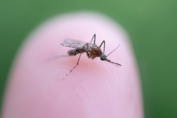 Close-Up Of Insect On Human Finger
