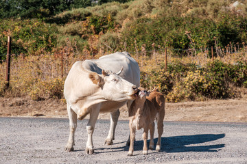 Obraz premium A cow licking a young calf in Corsica