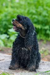 Very wet and sandy black spaniel dog lsitting in countryside