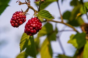 Not unripe blackberries, blackberries in a bouquet
