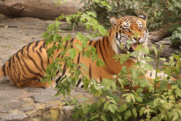 Obraz premium tiger