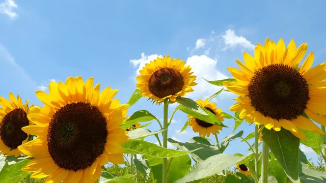 青空とひまわり畑と白い雲　夏イメージ　奈良県営馬見丘陵公園