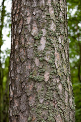 Pine bark texture with lichen growing on it