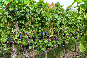Fototapeta na wymiar cépage raisin noirs en Alsace
