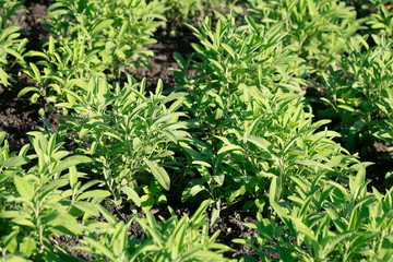 Echter Salbei, (Salvia officinalis), Heilpflanze, Deutschland, Europa