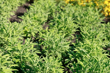 Echter Salbei, (Salvia officinalis), Heilpflanze, Deutschland, Europa